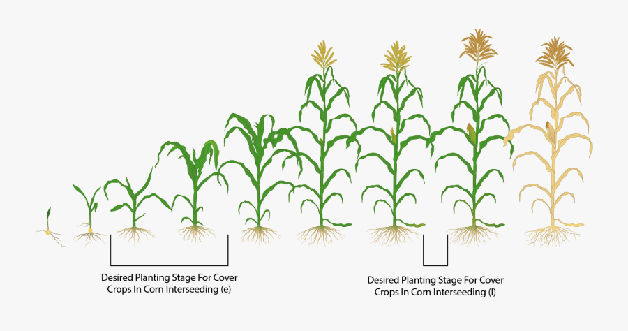 Clip Art Interseeding Covers Mastering Farming - Corn Growth, Transparent Clipart
