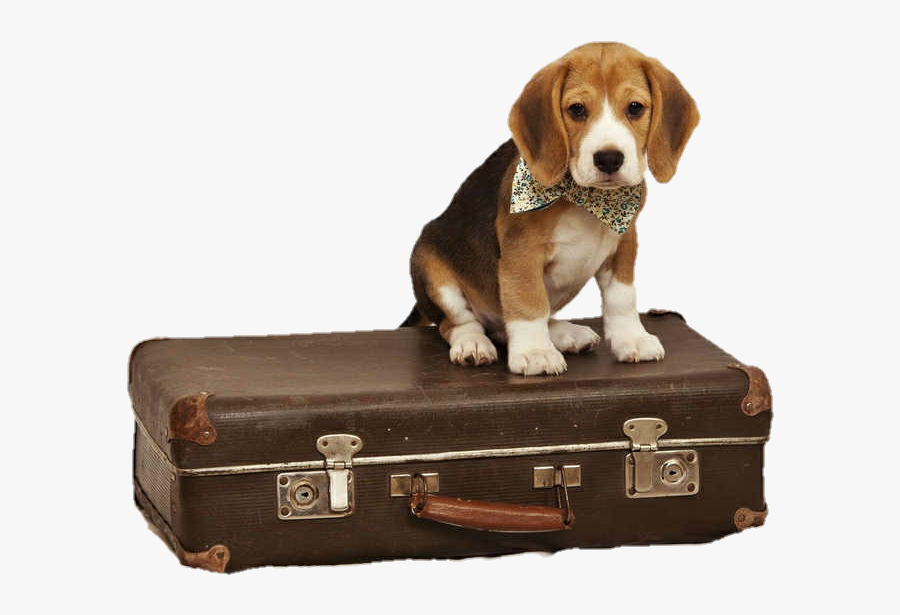 Dog With Suitcase Clipart - Dog In Suitcase Clipart, Transparent Clipart