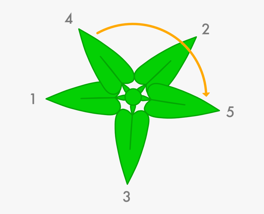 Circle Frame Mermaid Png Clipart , Png Download - Fibonacci Leaf Growth, Transparent Clipart