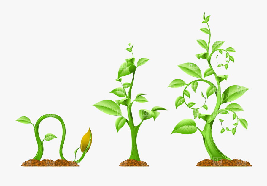 Plant Growth Download Royalty Free Vector File Eps - Plant Growth Clipart, Transparent Clipart