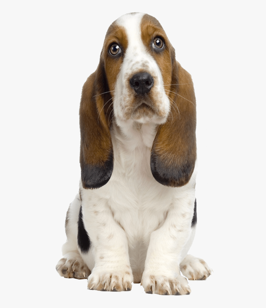 Beagle Clipart Transparent Background - Dog Image Transparent Background, Transparent Clipart