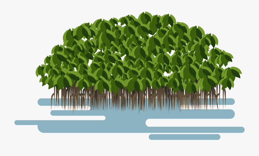 Mangrove Avicennia Clipart - Mangrove Tree Mangrove Vector, Transparent Clipart