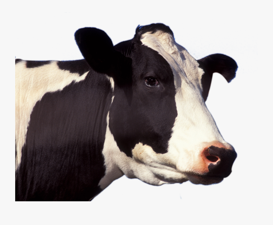 Clip Art Png Head Images Free - Black And White Cow Head, Transparent Clipart