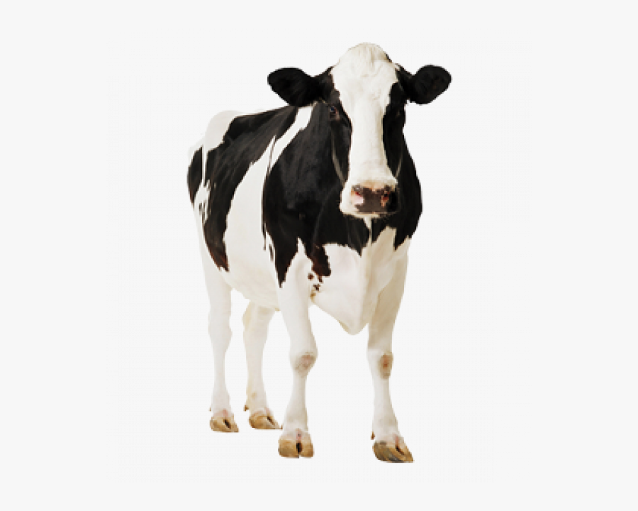 Cow Face Png Images Transparent Png - Cow Png, Transparent Clipart