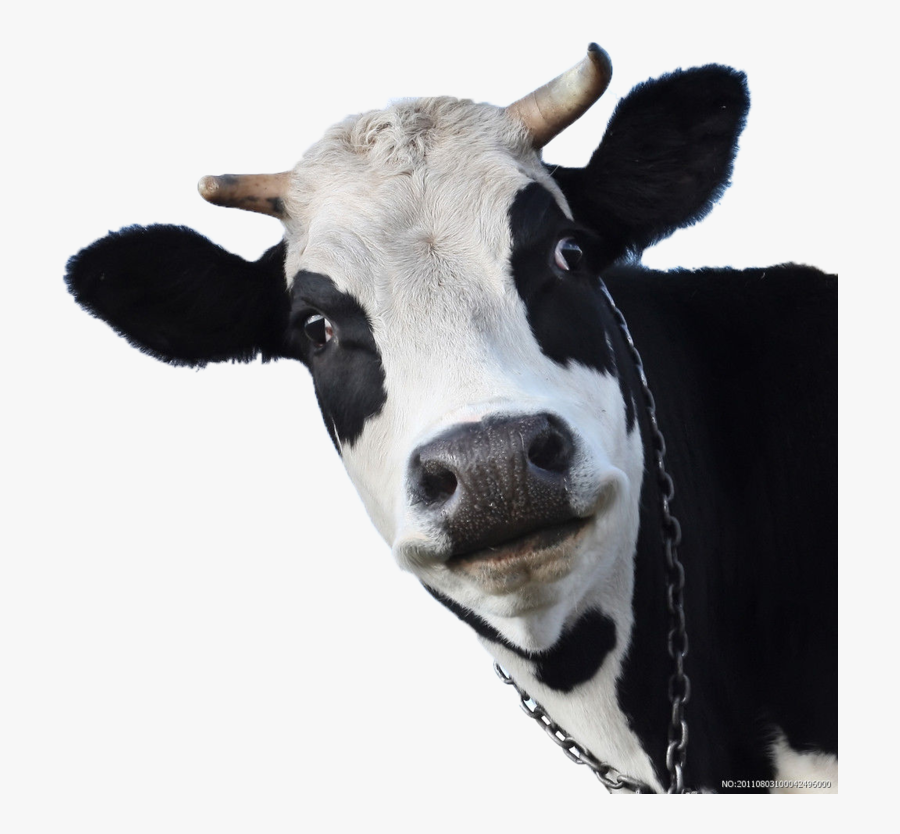 Transparent Jersey Cow Clipart - Cows Face, Transparent Clipart