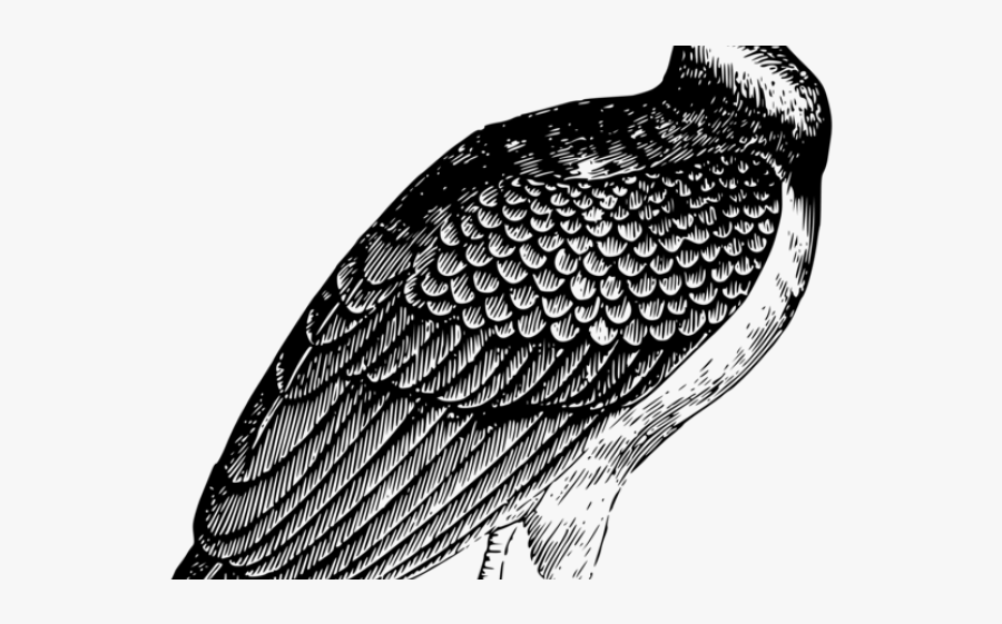 Outline Of A Vulture, Transparent Clipart