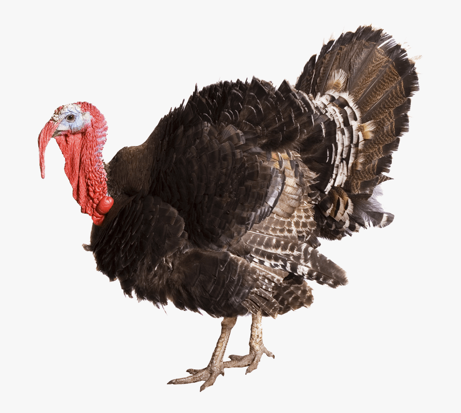 Turkey Transparent Background, Transparent Clipart