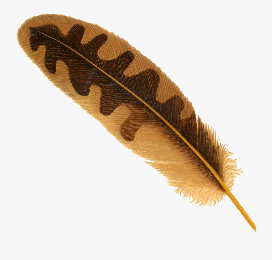 Feather Png Transparent Images - Transparent Background Feather Png, Transparent Clipart