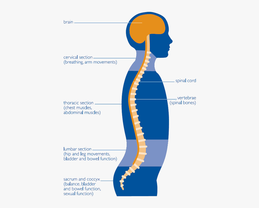 Clip Art Human Spine Diagram - Does My Back Hurt, Transparent Clipart