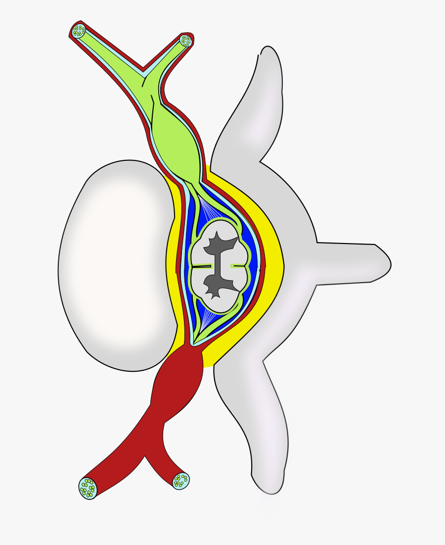 Clip Art Spine Png Jpg Royalty Free Library - Cartoon, Transparent Clipart