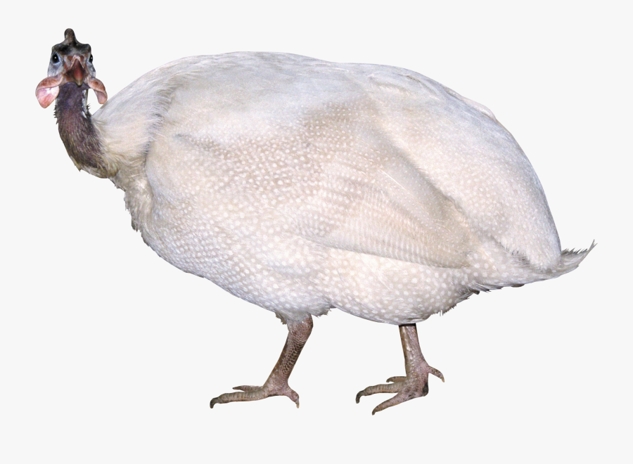 Domesticated Turkey - Індики Породи, Transparent Clipart