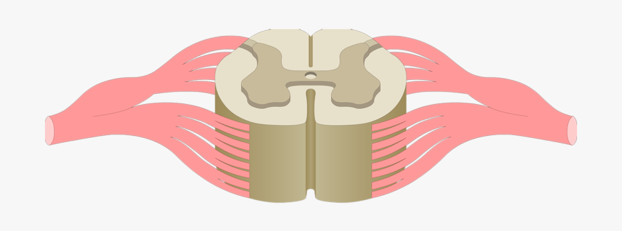 An Image A Spinal Cord Segment - Spinal Cord Cross Section Png, Transparent Clipart