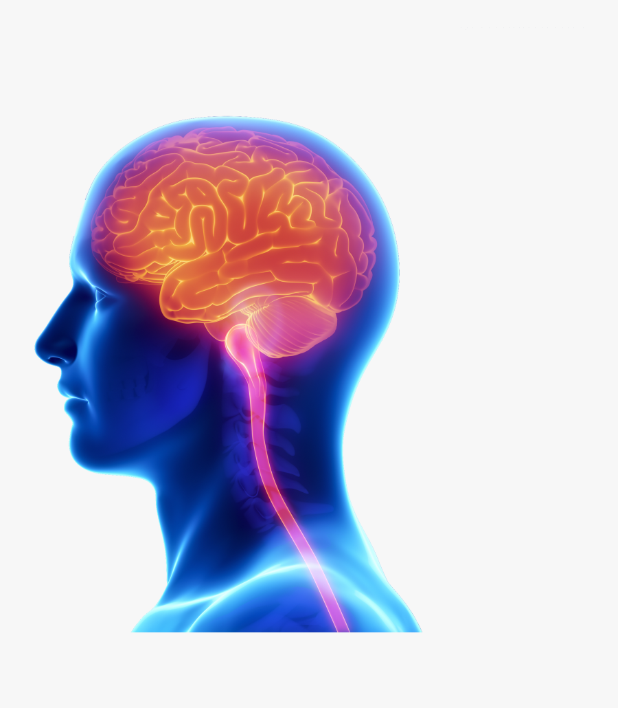 Transparent Human Brain Clipart - Brain And Spine Care, Transparent Clipart