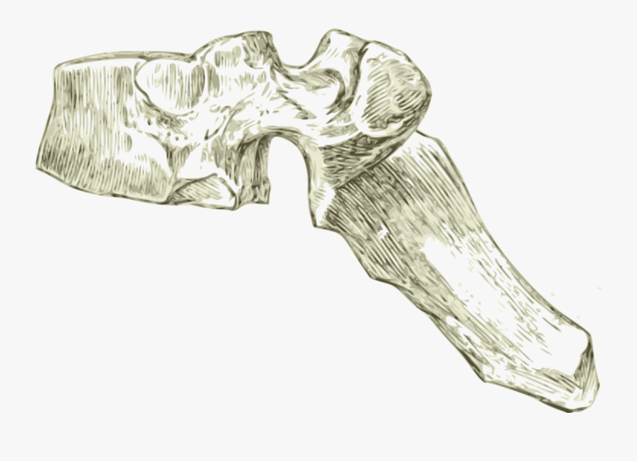 Angle,neck,jaw - Vertebra Png, Transparent Clipart