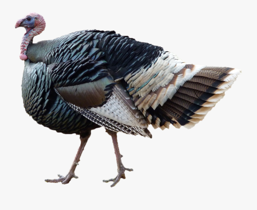 Turkey Png, Transparent Clipart