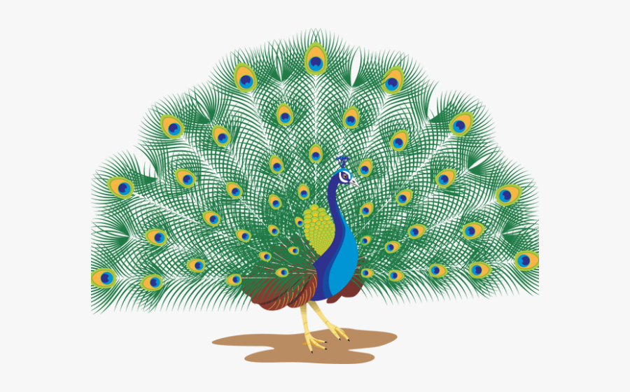 Peacock Clipart Peacock Dance - Peacock With White Background, Transparent Clipart