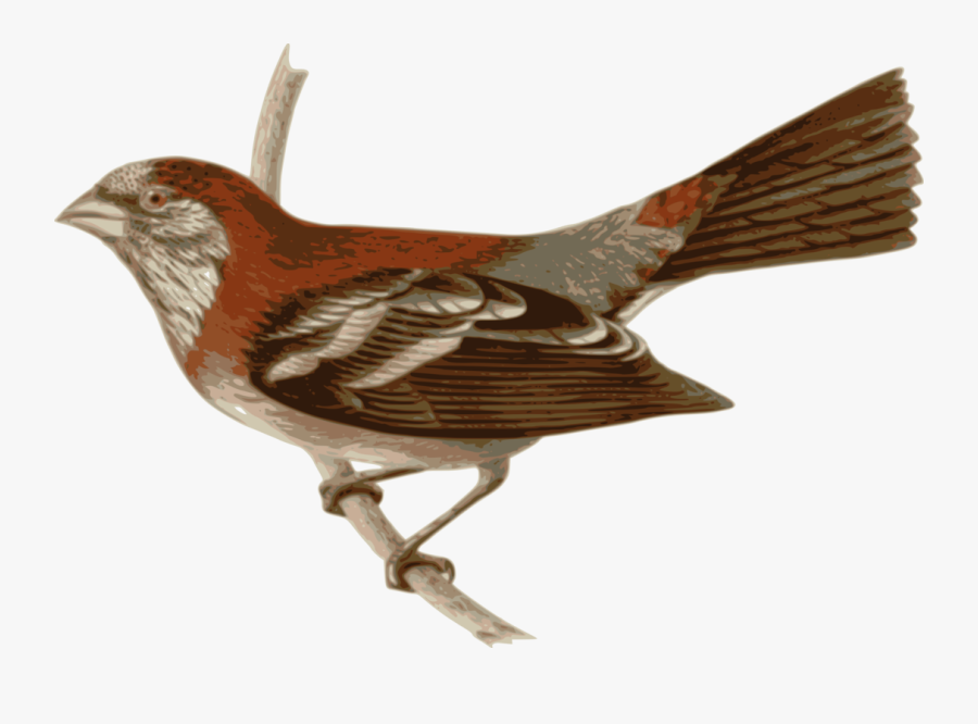 Perching Bird,wren,bird - Tailor Bird Png, Transparent Clipart