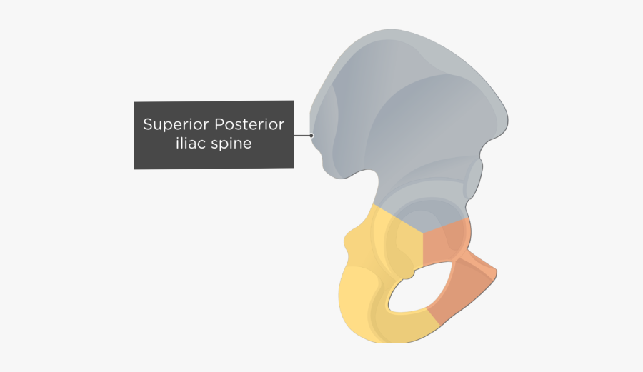 Clip Art Hip Bone Anatomy Lateral - Hip Bone Gluteal Lines, Transparent Clipart