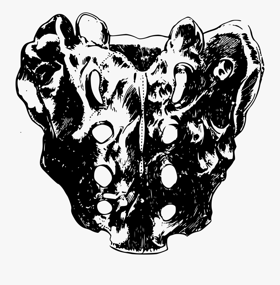 A Human Sacral Spine Or Vertebra Clip Arts - Sacrum, Transparent Clipart