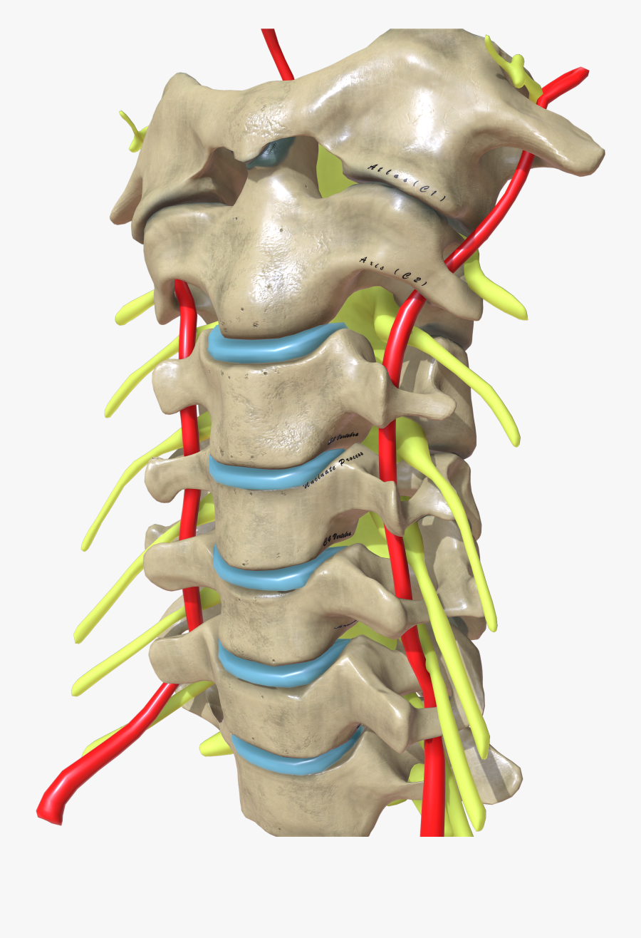 Cervical Spine Oblique View, Transparent Clipart