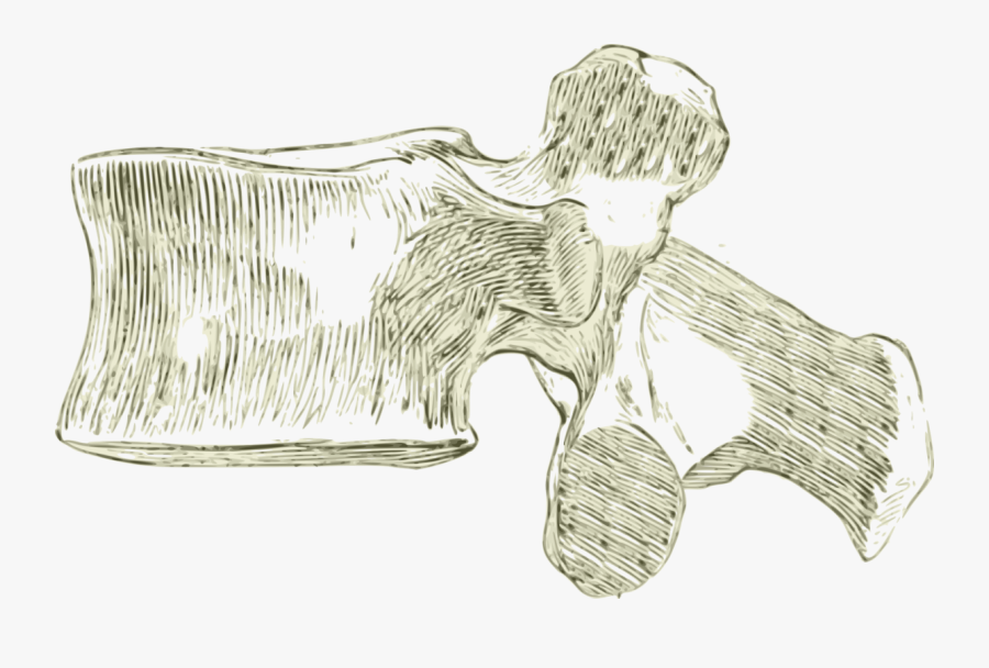 Ear,angle,silver - Lumbar Spine Png, Transparent Clipart