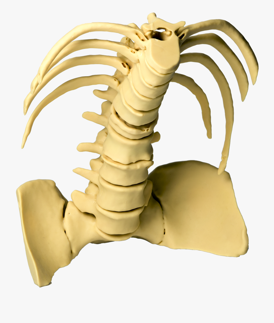 Png Library Stock With Photocentric Torso - Rib, Transparent Clipart