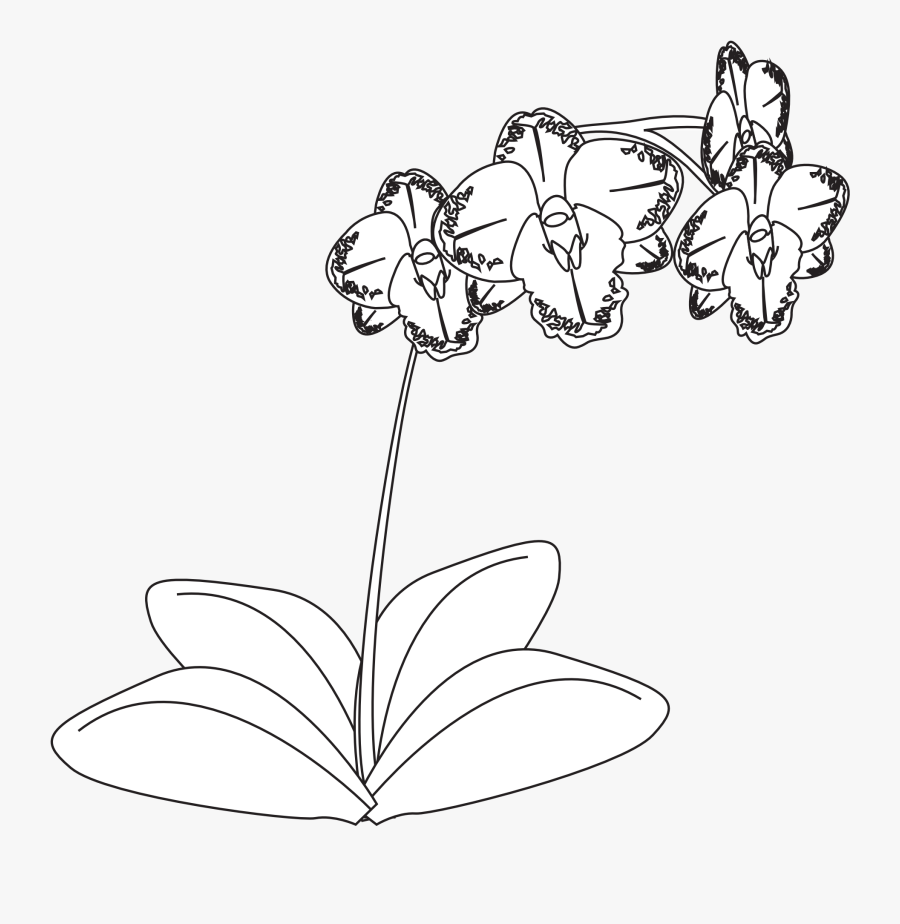 Orchid Black And White Png, Transparent Clipart