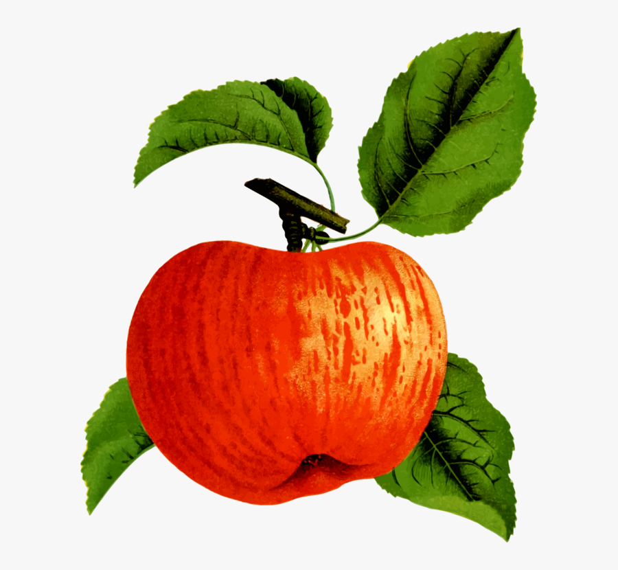 Apple,food,winter Squash - Pumpkin, Transparent Clipart