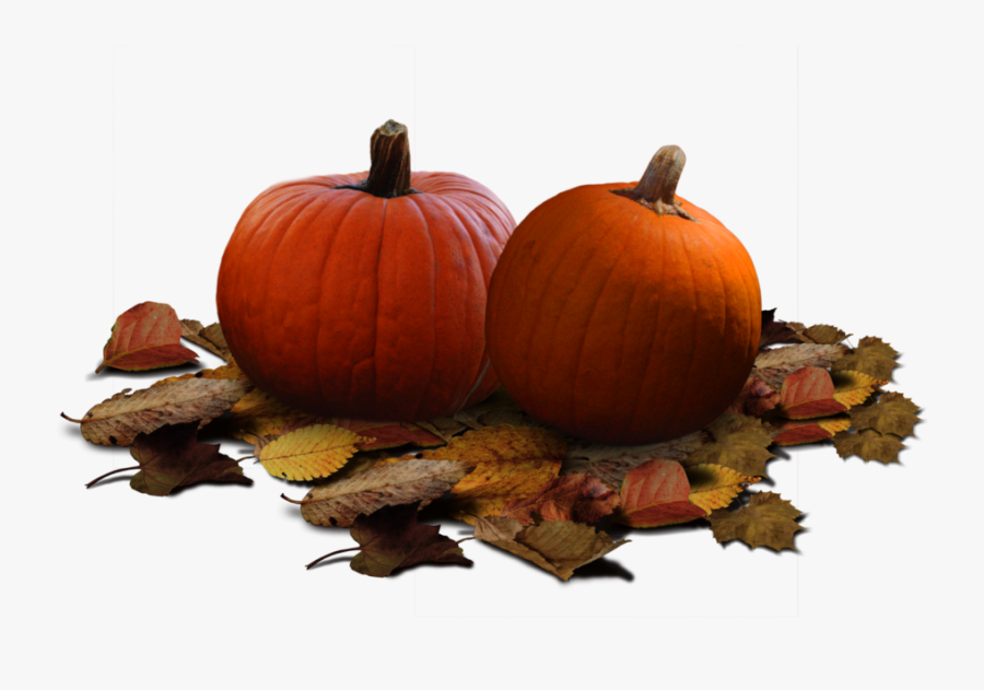 Download Real Pumpkin Png Clipart For Designing Project - Real Pumpkin Png, Transparent Clipart