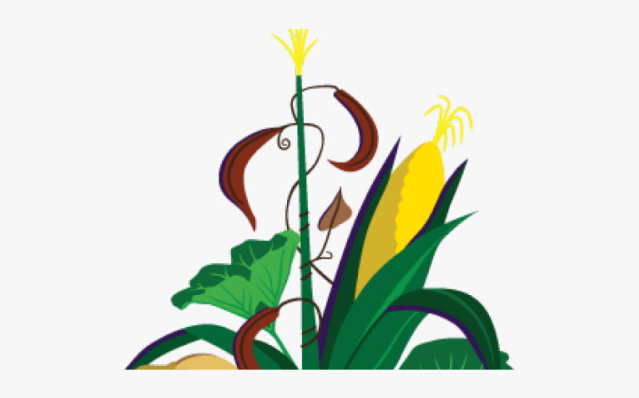 Corn Beans And Squash Clipart, Transparent Clipart