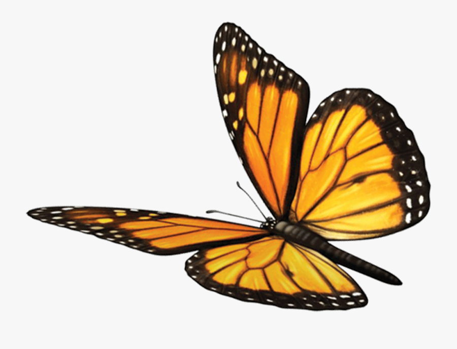 Butterfly Fawn Mind Soul Spirituality Monarch Sundara - Monarch Butterfly Transparent Background, Transparent Clipart