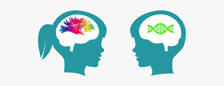 Brain Clipart Neuroscientist - Brain Cognition Png, Transparent Clipart