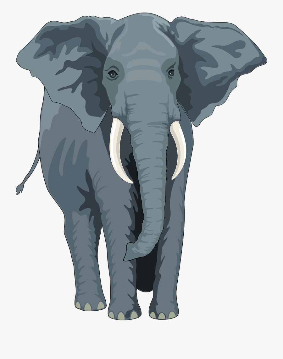 Elephant Front View Clipart, Transparent Clipart