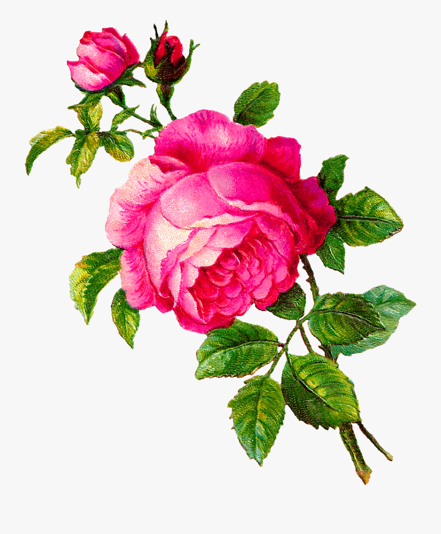 Pink Rose Clip Art - Pink Rose Botanical, Transparent Clipart