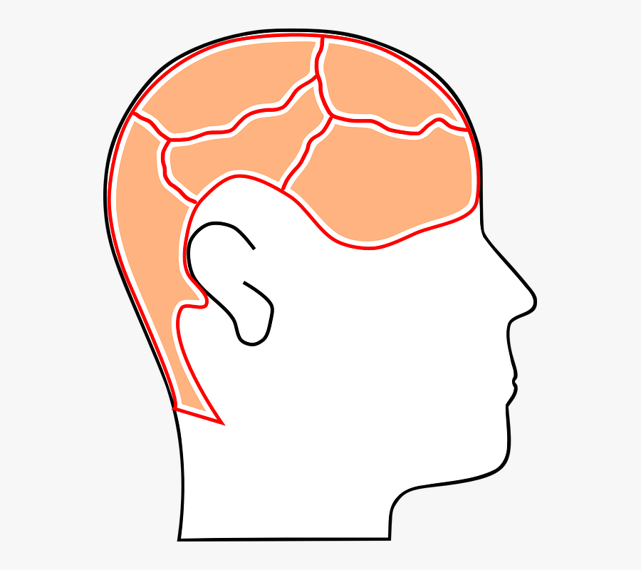Head, Brain, Mind, Brainstorm, Memory, Organ, Human - Gambar Animasi Kepala Manusia, Transparent Clipart