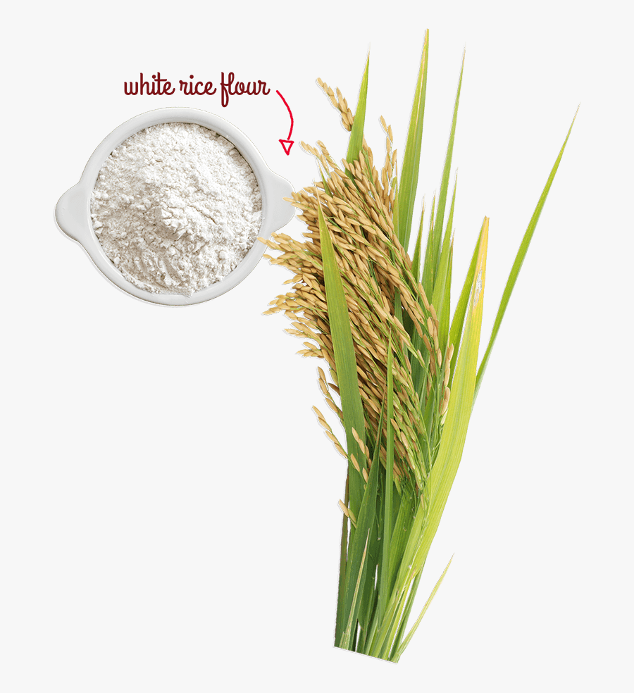 A Naturally Gluten-free Grain - Rice Tree Png, Transparent Clipart