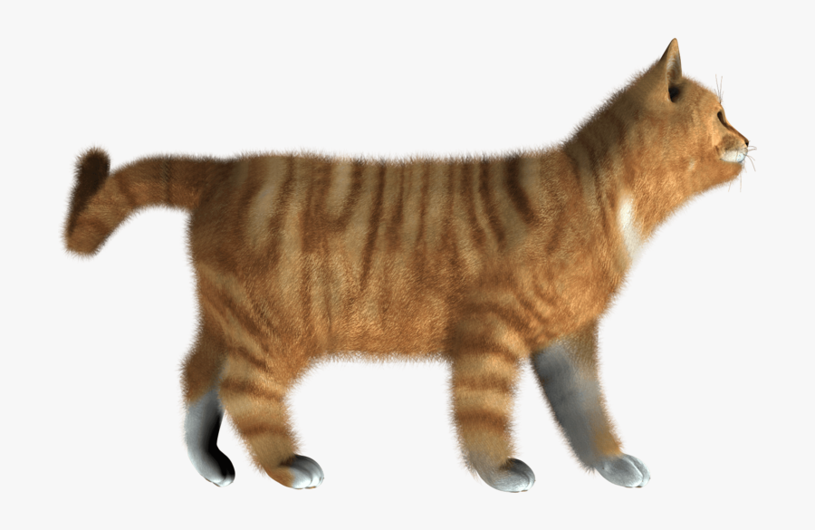 Cat - Cat Side View Png, Transparent Clipart