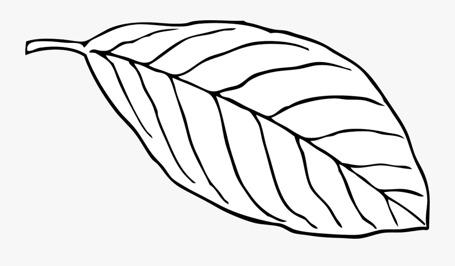 Transparent Leaf Clipart Black And White Outline - Oval Leaf Clipart, Transparent Clipart