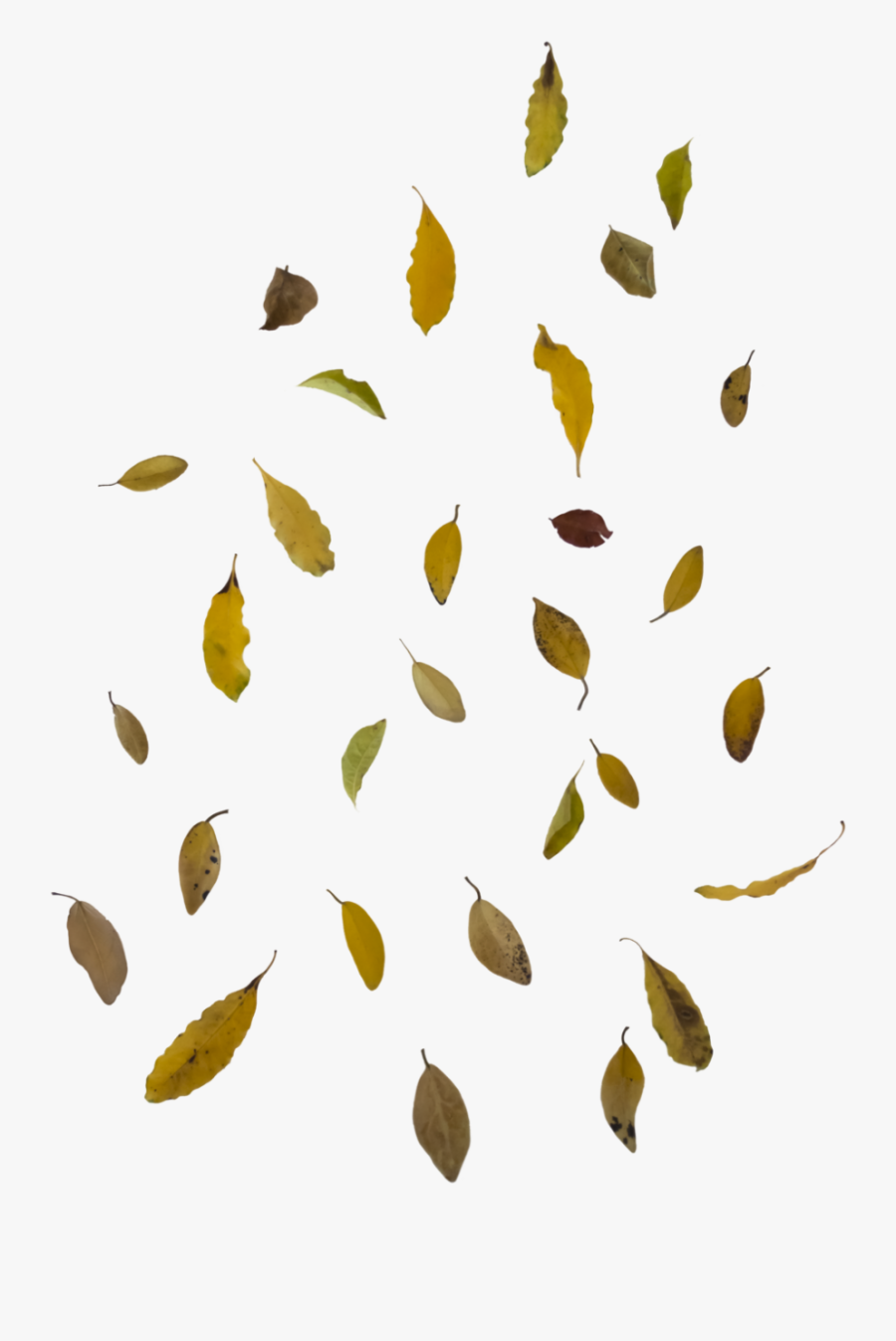 Real Falling Leaves Png, Transparent Clipart