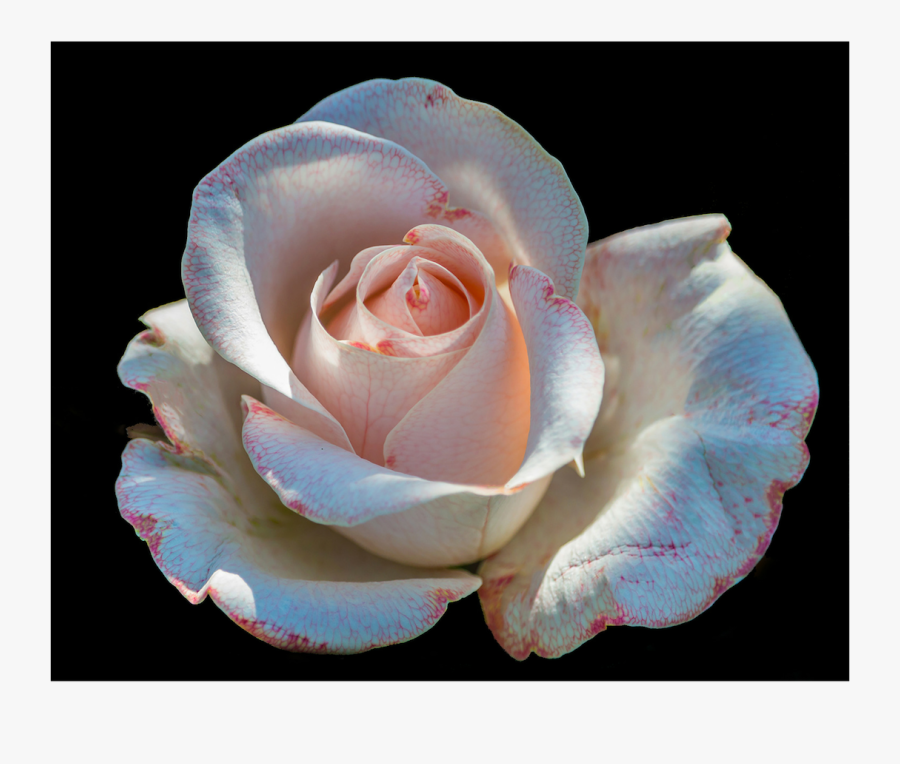 Floribunda, Transparent Clipart