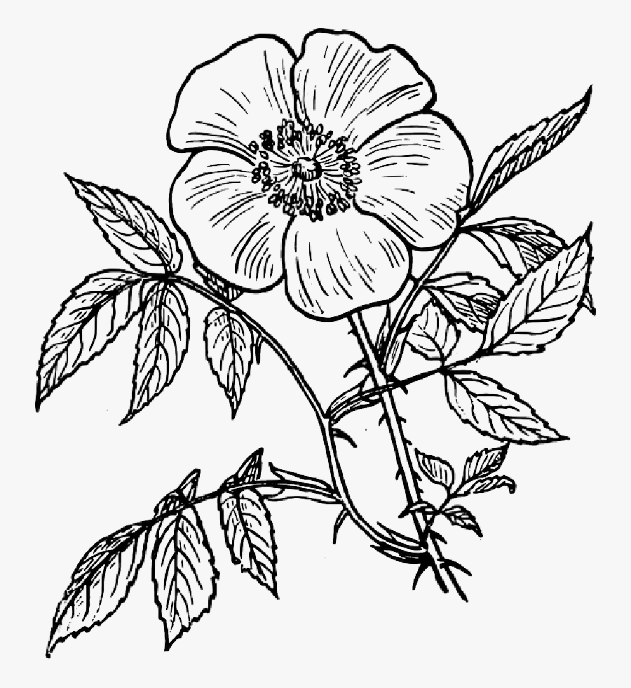 Thumb Image - Flower Line Drawing Png, Transparent Clipart