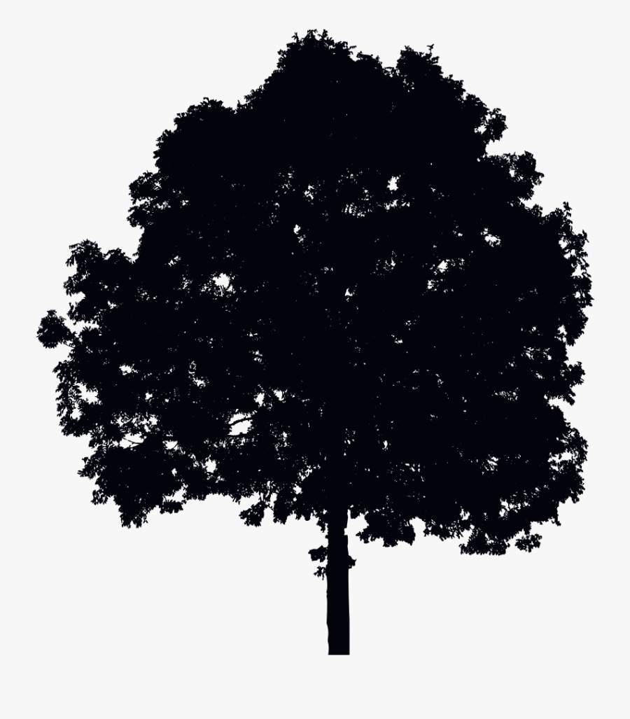 Single Tree Silhouette - Tree, Transparent Clipart