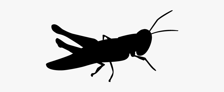 Silhouette Of Grasshopper Png, Transparent Clipart