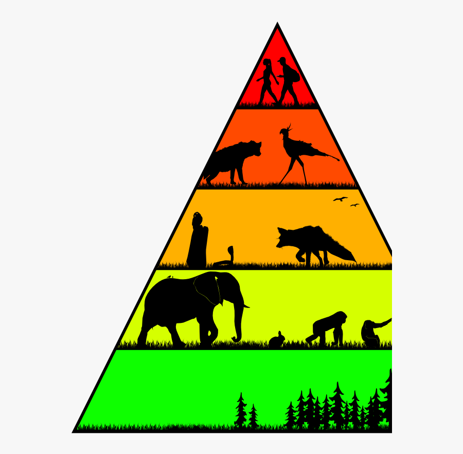 Food Chain Animal Pyramids, Transparent Clipart