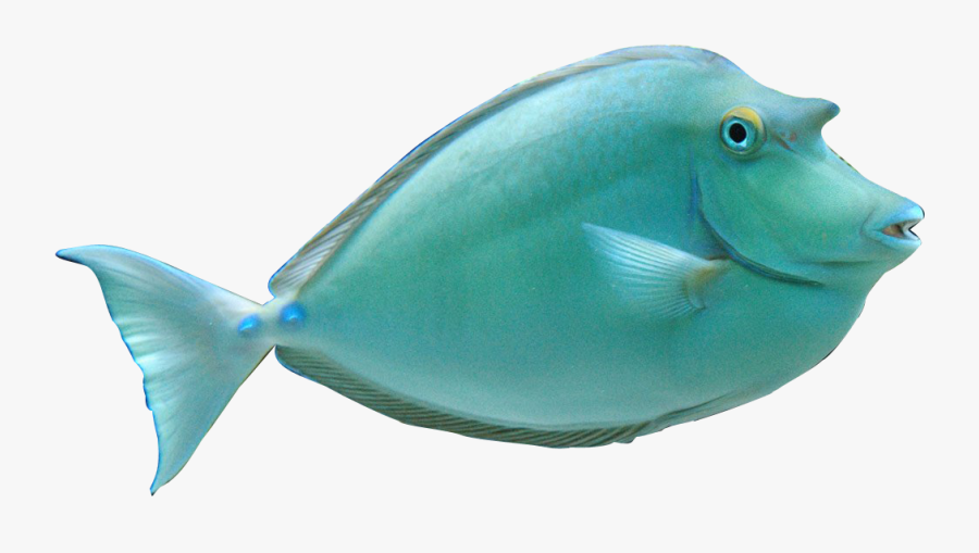 Koi Fish Clipart Croy - Realistic Ocean Fish Clipart, Transparent Clipart