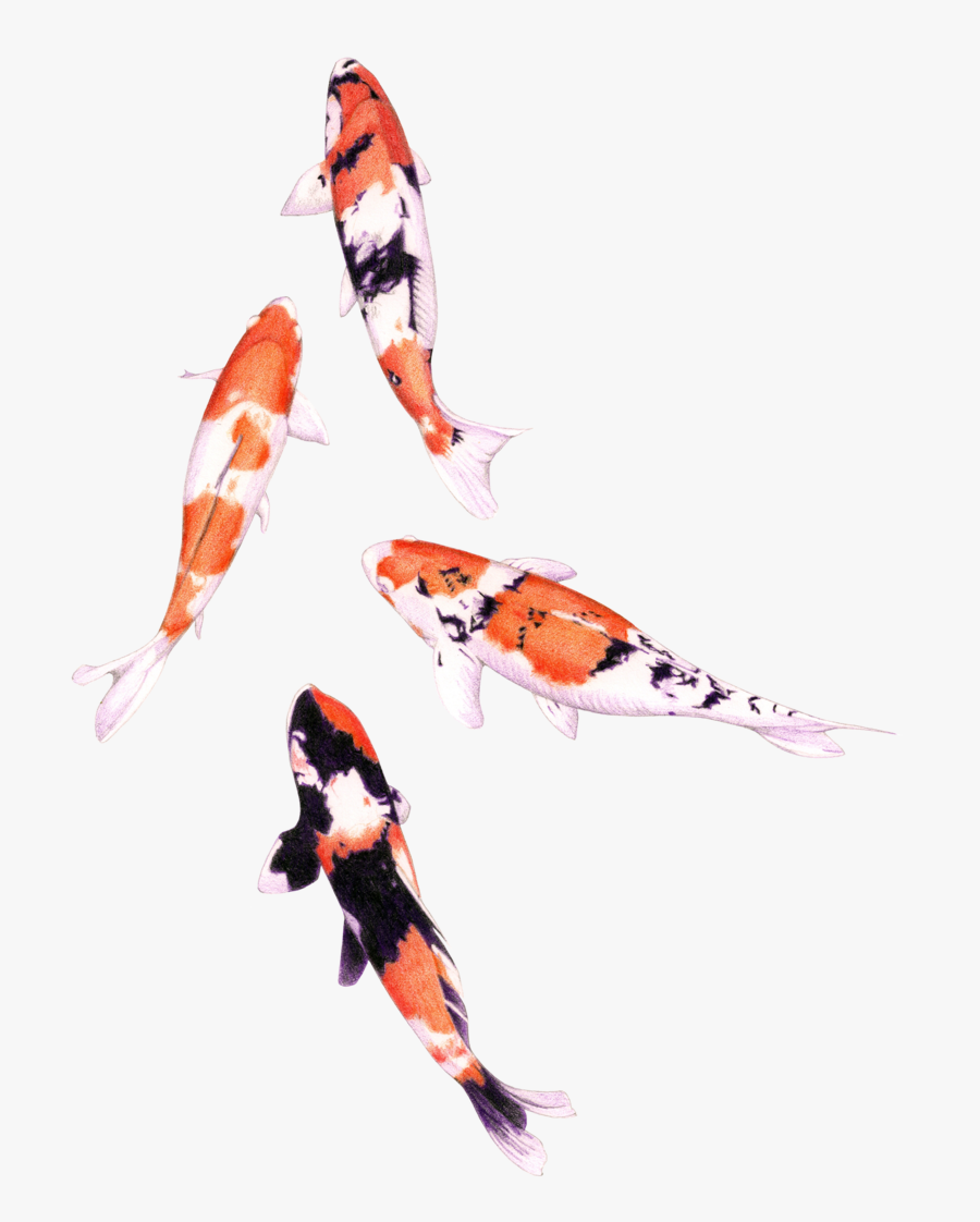 Koi Fish Png Graphic Royalty Free Stock - Koi Fish Drawing Colored, Transparent Clipart
