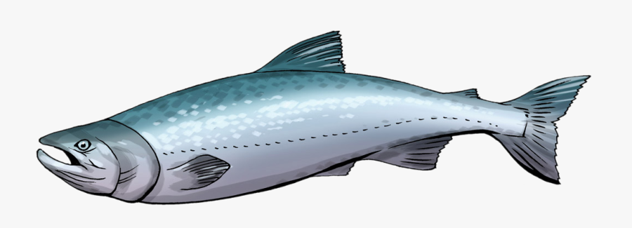 Salmon Clipart, Transparent Clipart