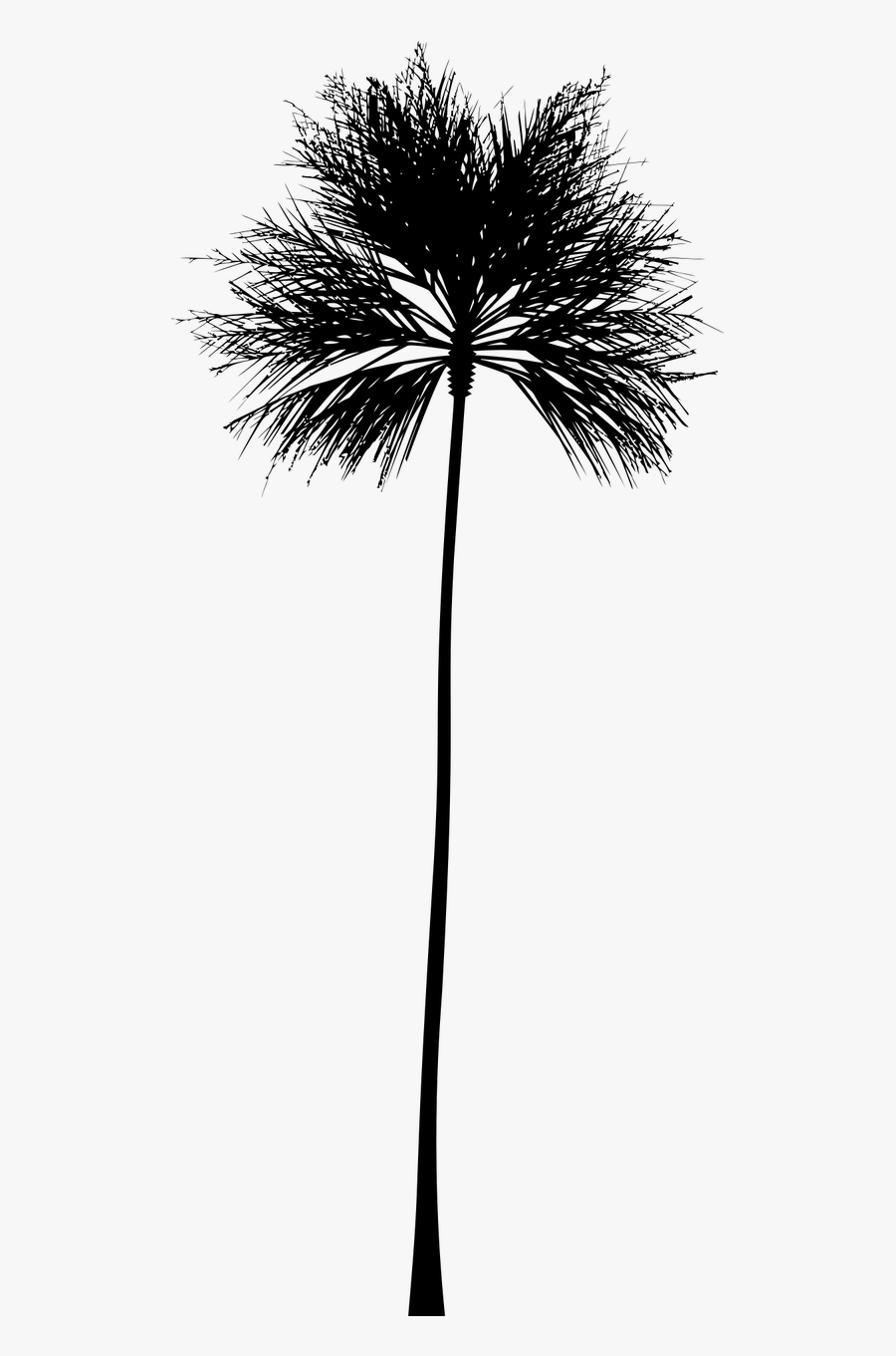 Tropical Vector Black And White - Skinny Palm Tree Png, Transparent Clipart