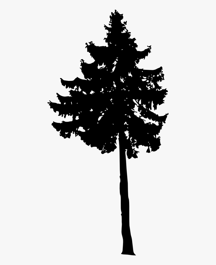 White Pine, Transparent Clipart