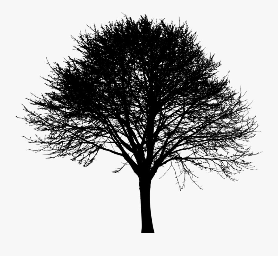 Plant,blackandwhite,tree - Oak, Transparent Clipart